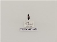 藏品(鞘翅目(2))的圖片